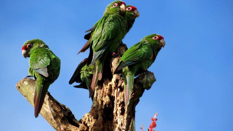 Pericos en peligro de extinción sobreviven en El Oro con "cajas nido"