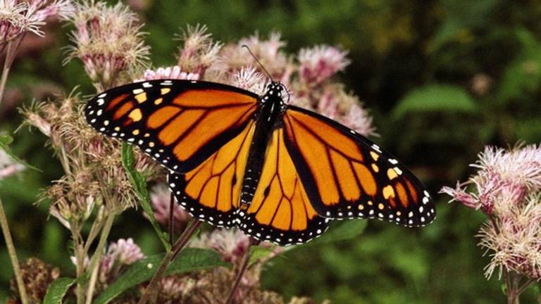 La mariposa monarca está en peligro de extinción