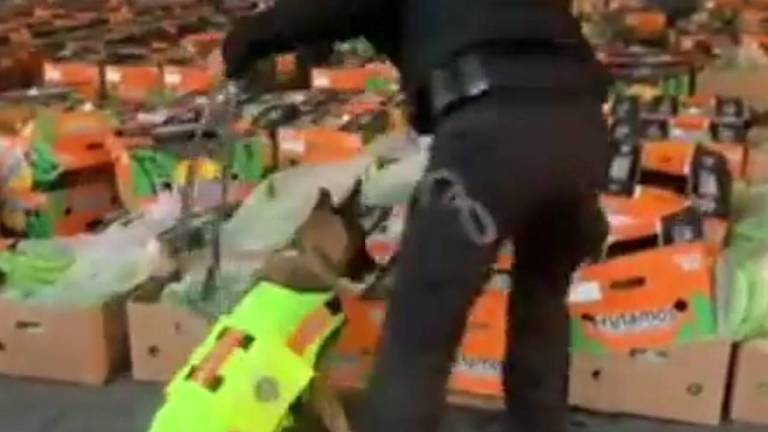 Policía incauta de más de una tonelada de cocaína que iba a Alemania