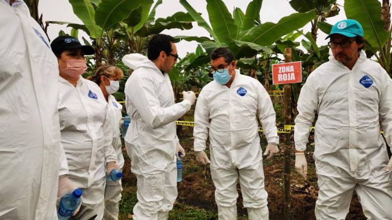 FAO capacita a productores de musáceas y aguacate de Ecuador