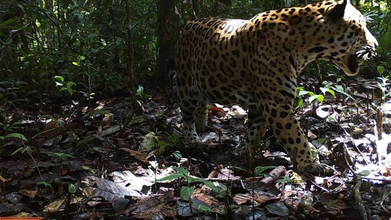 Organización ambientalista lanza una estrategia continental para proteger al jaguar, que incluye a Ecuador
