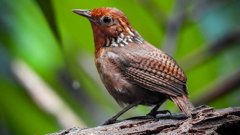 La triste pérdida de la Amazonía: animales que antes abundaban ya no se ven