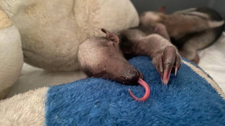 Sol y Mía: las tamandúas que fueron rescatadas de las garras del tráfico