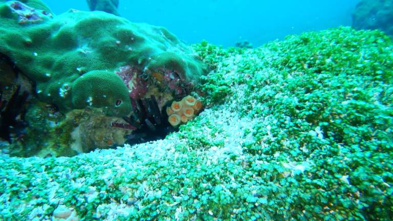 Galápagos toma acciones para proteger su último arrecife marino