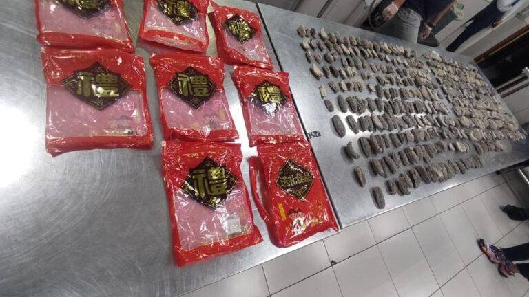 Incautan 658 pepinos de mar en Guayaquil: una ciudadana china y tres ecuatorianos quedaron detenidos