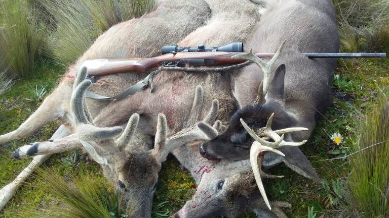 Cacería de venados de cola blanca en Cuenca bajo investigación