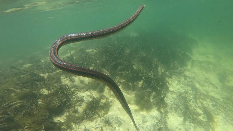 Alerta en Florida por avistamientos de extraña serpiente arcoíris