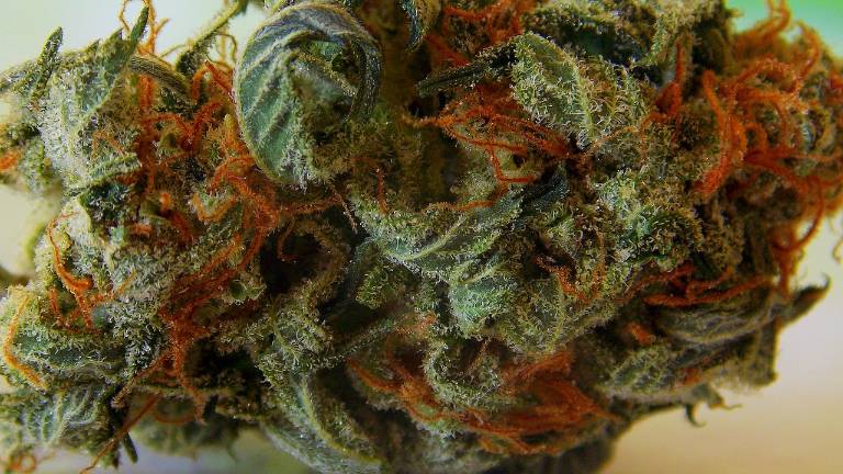 El cannabis sintético, cada vez más consumido en EEUU