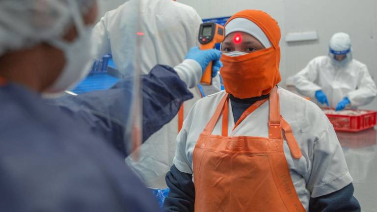 Exportadoras de camarón cumplen con lineamientos de bioseguridad en sus procesos