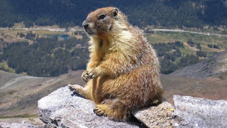 Descubren que las marmotas se comunican entre ellas y tiene varios dialectos
