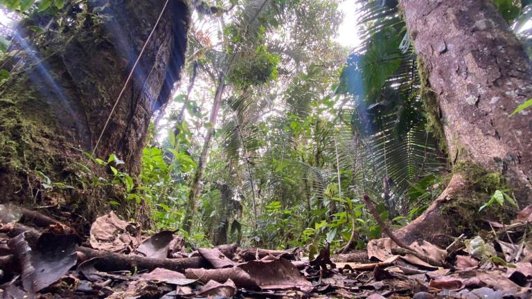 Cámara de Minería advierte consecuencias nefastas tras triunfo del No en consulta del Chocó Andino