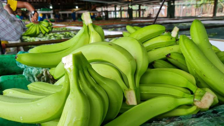 De enero a octubre del presente año, Ecuador exportó 292 millones de cajas de la fruta.