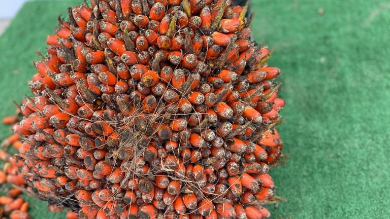 Incremento del precio internacional del aceite crudo de palma impacta al mercado local