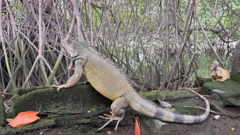 Lluvias en Guayaquil: ¿qué hacer si encuentra zarigüeyas, iguanas o serpientes en su casa?