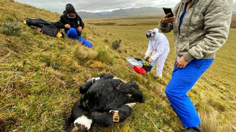 Alarma por el retroceso en la población del cóndor andino