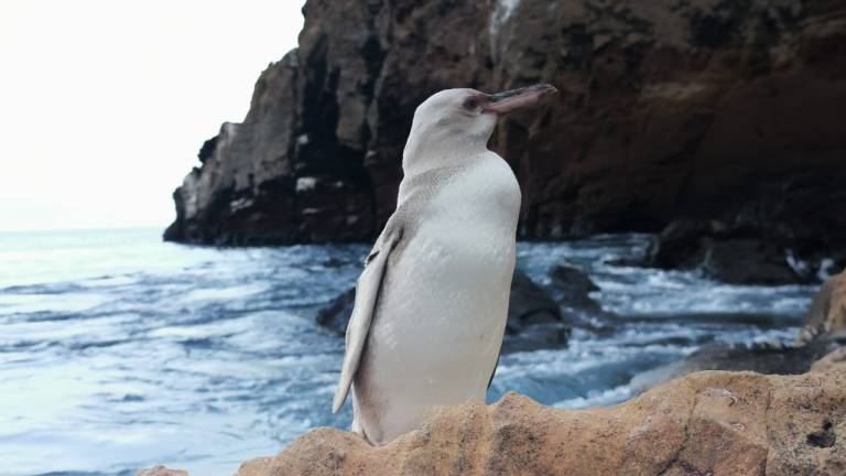 Avistan en las islas Galápagos un pingüino con leucismo