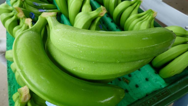 Ecuador se encamina a un nuevo récord de exportación de banano