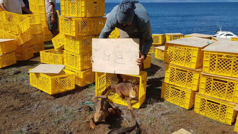 Reintegran a cerca de 500 ejemplares de iguanas en isla de Galápagos