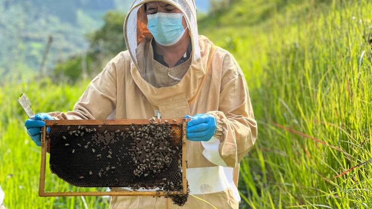 El proyecto de apicultura “Golden Miel” ayuda a la reactivación económica de las parroquias de Lita y La Carolina.