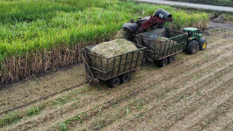 La caña de azúcar mueve la economía de varios cantones