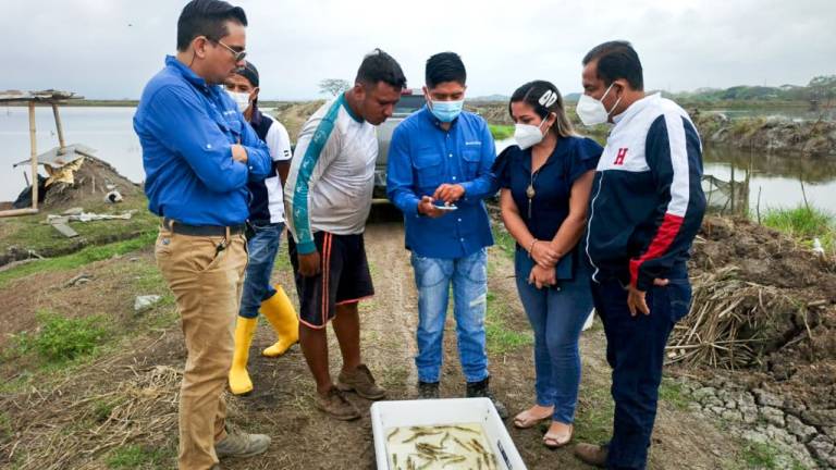 Millonaria inversión tecnológica ayudará a la producción camaronera del Ecuador