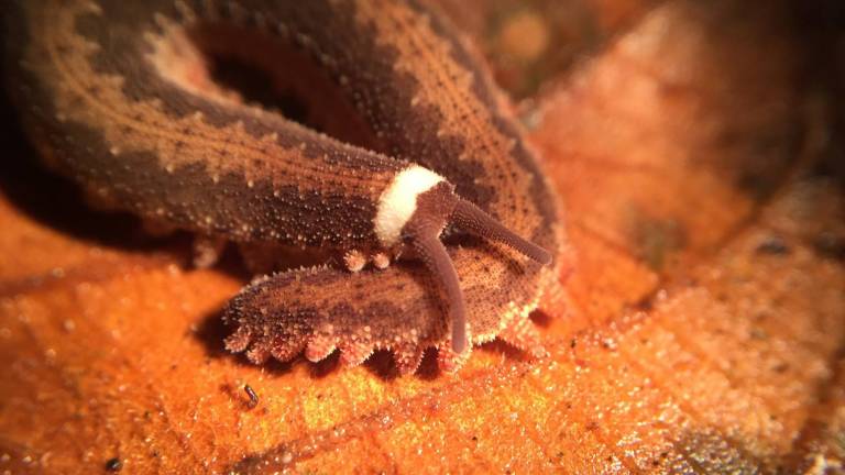 Gusano de terciopelo es hallado por primera vez en la Amazonía de Ecuador