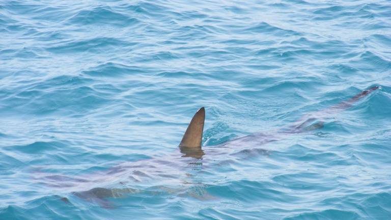 Hombre ruso murió tras ser atacado por un tiburón frente a un hotel en el mar rojo de Egipto
