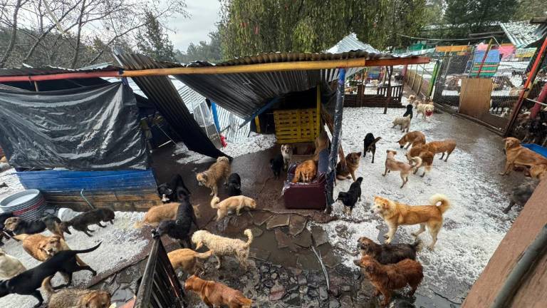 Emergencia en Quito: una fuerte granizada destruyó un refugio y dejó a 900 perros sin protección