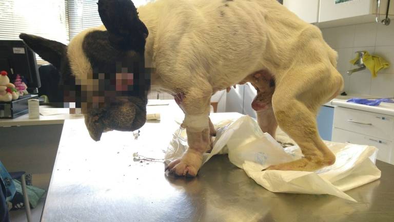 Perrito robado en España fue localizado 12 años después