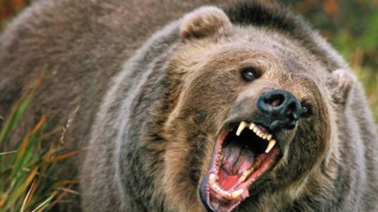 Oso ataca a un humano en plena ciudad de Rusia