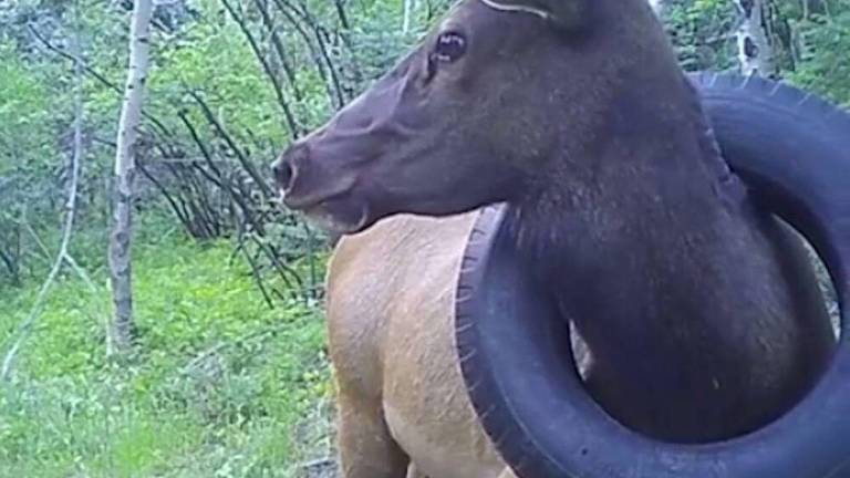 VIDEO: logran quitarle una llanta del cuello de un alce que la llevaba desde hace dos años