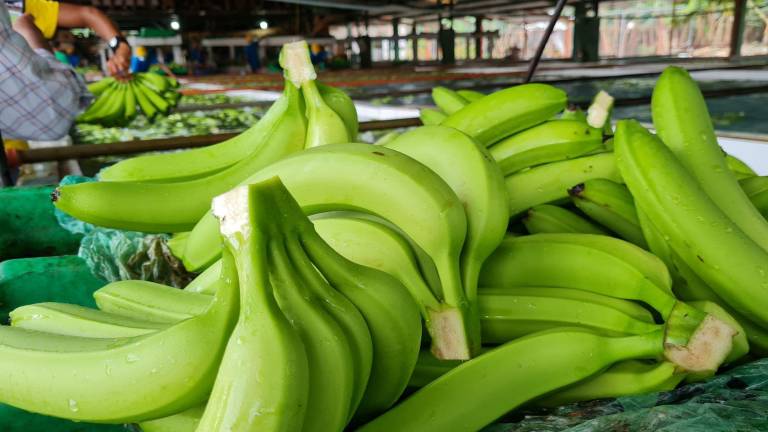 Más de un millón de cajas de banano de Ecuador en incertidumbre por ataque en Irán