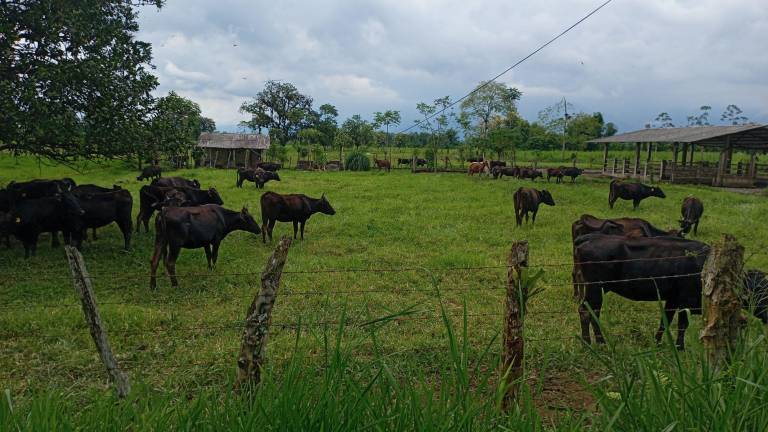 Hacienda ganadera en Ecuador logra certificación carbono negativo