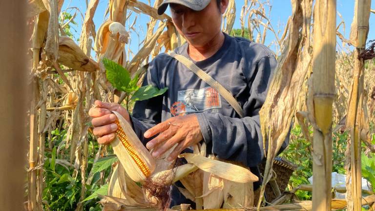 Maíz de la Amazonía atrae a productores de alimento balanceado