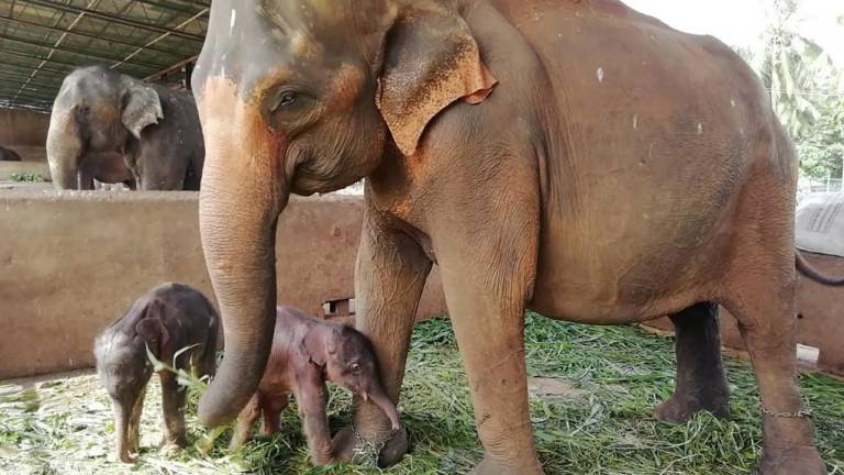 Primer nacimiento de elefantes gemelos en cautiverio en Sri Lanka desde 1941