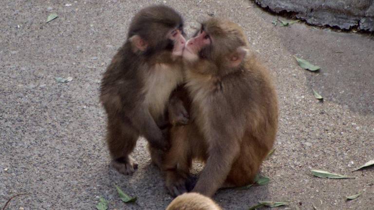Final feliz para Punch: el macaco japonés que sobrevivió al abandono gracias a un peluche ya tiene una compañera