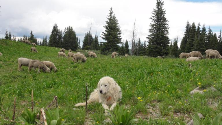 ¿Cómo evitar que mi mascota afecte al medio ambiente?