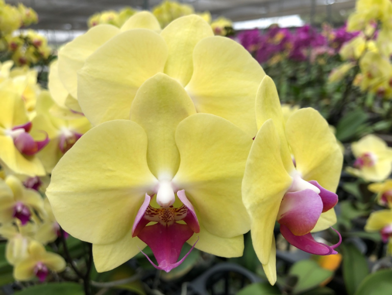 $!Fiesta de las orquídeas en Guayaquil: más de 1.500 flores se expondrán vía a la costa