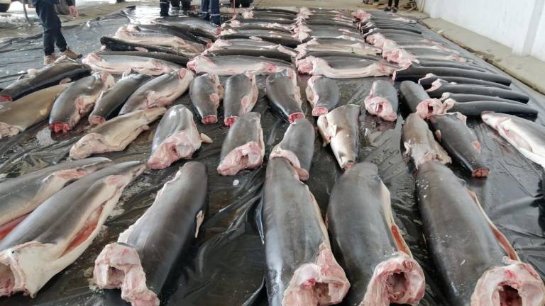Decomisan en Perú 11 toneladas de distintas especies de tiburón mutilados procedentes de Ecuador