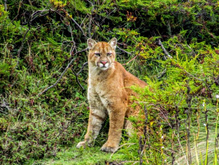 $!Puma en la cuenca media del río Mira.