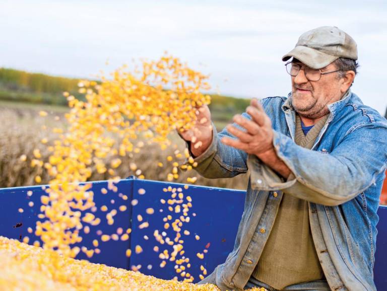 $!La cosecha de maíz nacional se avizora favorablemente gracias a que el invierno ha ayudado.
