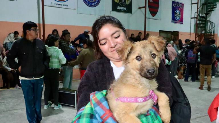 Esterilización gratuita de mascotas en Quito: este es el paso obligatorio para agendar su turno