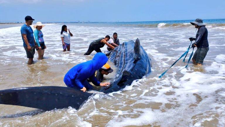 Muere un tiburón ballena al vararse en una playa de Santa Elena con heridas por pesca
