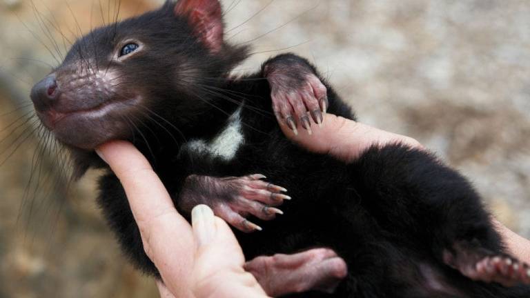 Los demonios de Tasmania crean defensas ante letal cáncer