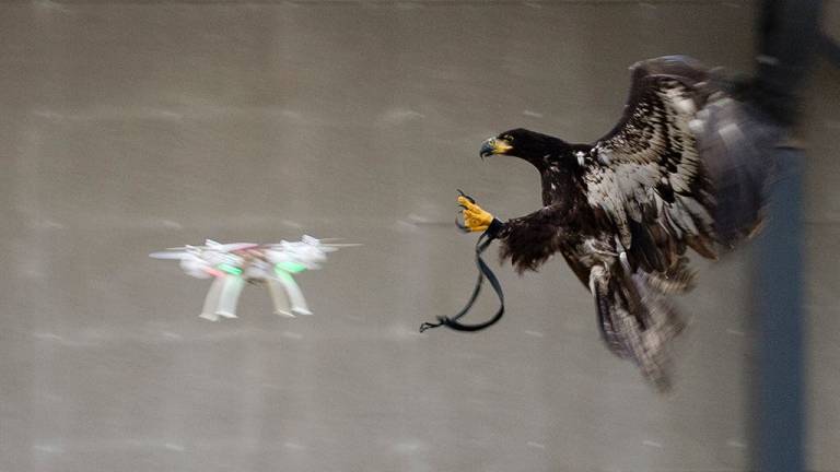 En Reino Unido consideran usar águilas para interceptar drones
