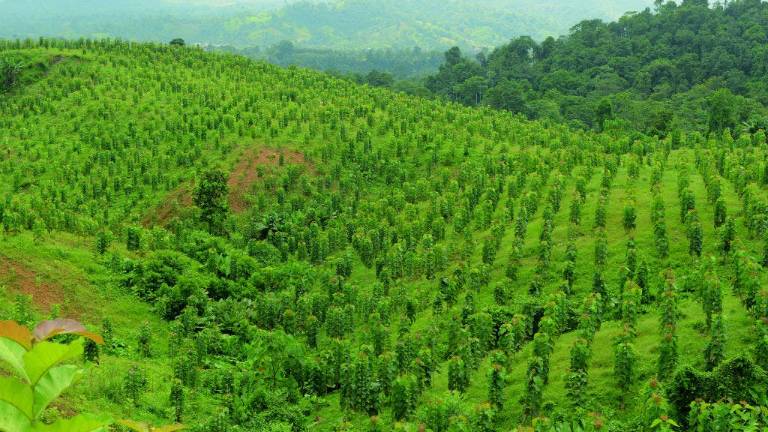 La industria de la teca en Ecuador espera su expansión