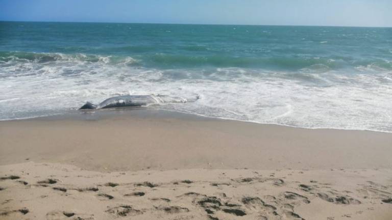 Segundo caso de una ballena jorobada muerta en el sector de El Pelado, Playas