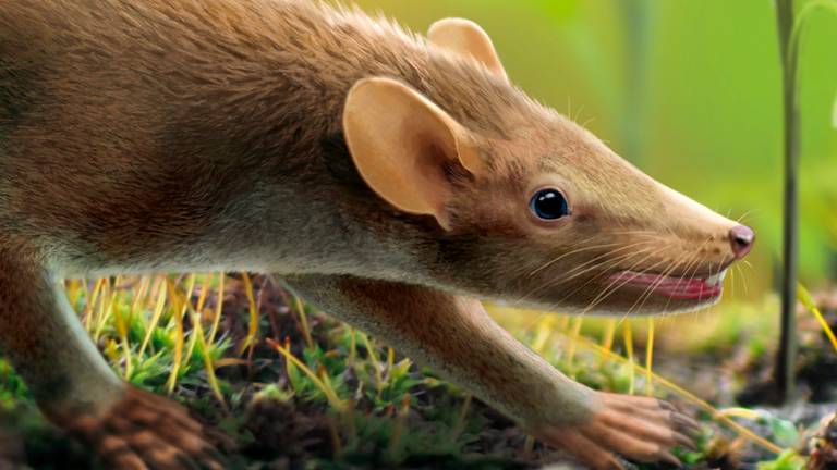 Descubren a un mamífero contemporáneo del dinosaurio