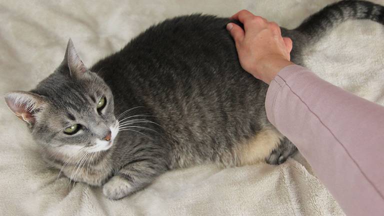 Un hombre inmoló a un gato por celos a su novia