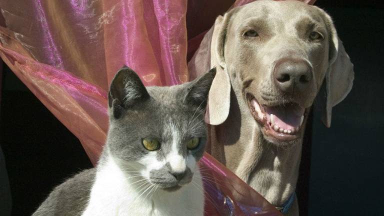 Más de la mitad de la población mundial tiene mascota